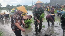 Tingkatkan Swasembada Pangan Nasional, Danramil 0811/12 Bancar Tuban Terjun Langsung Dampingi Petani Tanam Padi Di Desa Pugoh