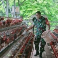 Babinsa Timika Komsos Bersama Pemilik Ternak Ayam Petelur Babinsa Timika Komsos Bersama Pemilik Ternak Ayam Petelur