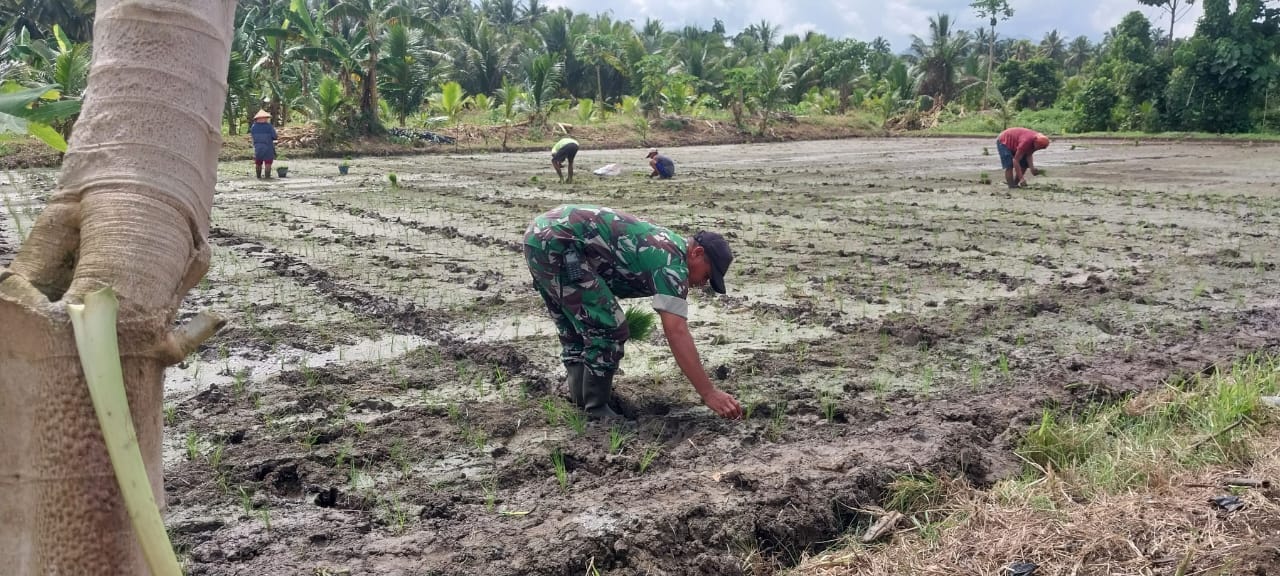 Dukung Ketahanan Pangan, Babinsa Kodim 1505 Tidore Bantu Petani Tanam Padi