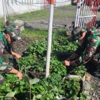 Satgas Yonif 715/Motuliato Giatkan Program Ketahanan Pangan di Perbatasan Satgas Yonif 715/Motuliato Giatkan Program Ketahanan Pangan di Perbatasan