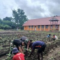 Bersama TNI, Warga Perbatasan Papua Kembangkan Pertanian Mandiri Bersama TNI, Warga Perbatasan Papua Kembangkan Pertanian Mandiri