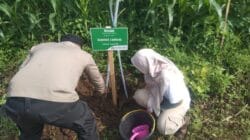Dukung Ketahanan Pangan, Polsek Lumbang Lakukan Penanaman Pohon Mangga dan Nangka