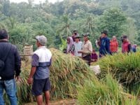 Koramil Tiris Kawal Panen Padi Dukung Gerakan Antisipasi Darurat Pangan Koramil Tiris Kawal Panen Padi Dukung Gerakan Antisipasi Darurat Pangan