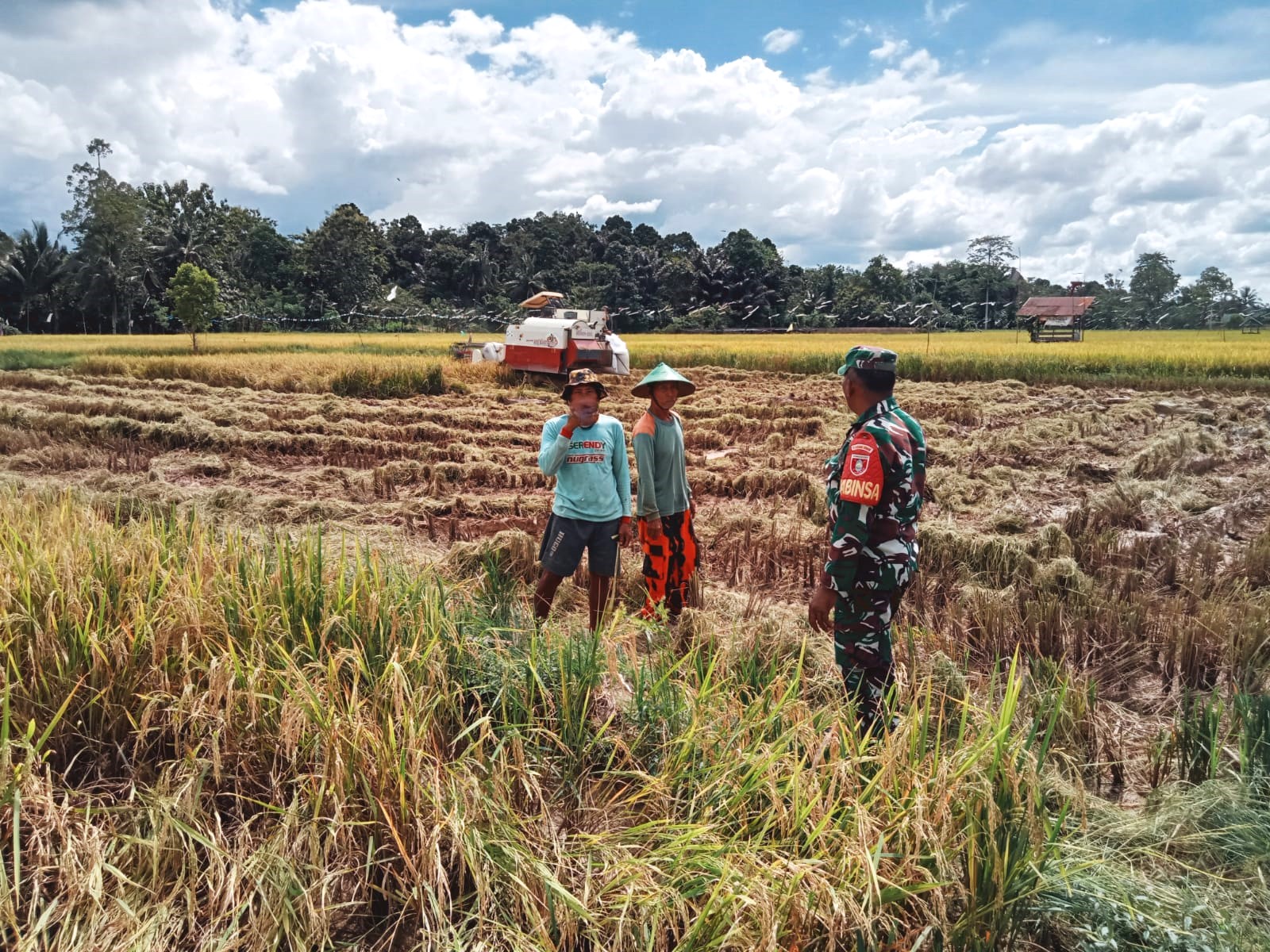 Babinsa Rapak Lambur Lakukan Pendampingan Panen Padi Bersama Pok Tan