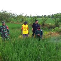 Babinsa dan PPL Bersatu Mencegah Penyebaran Hama Padi Babinsa dan PPL Bersatu Mencegah Penyebaran Hama Padi