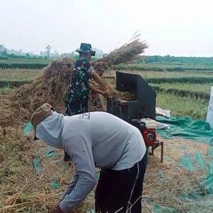 Panen Dan Penyerapan Padi Hasil Panen Berlanjut, Babinsa Kawedusan Yakinkan Penyerapan Berlangsung Optimal Panen Dan Penyerapan Padi Hasil Panen Berlanjut, Babinsa Kawedusan Yakinkan Penyerapan Berlangsung Optimal