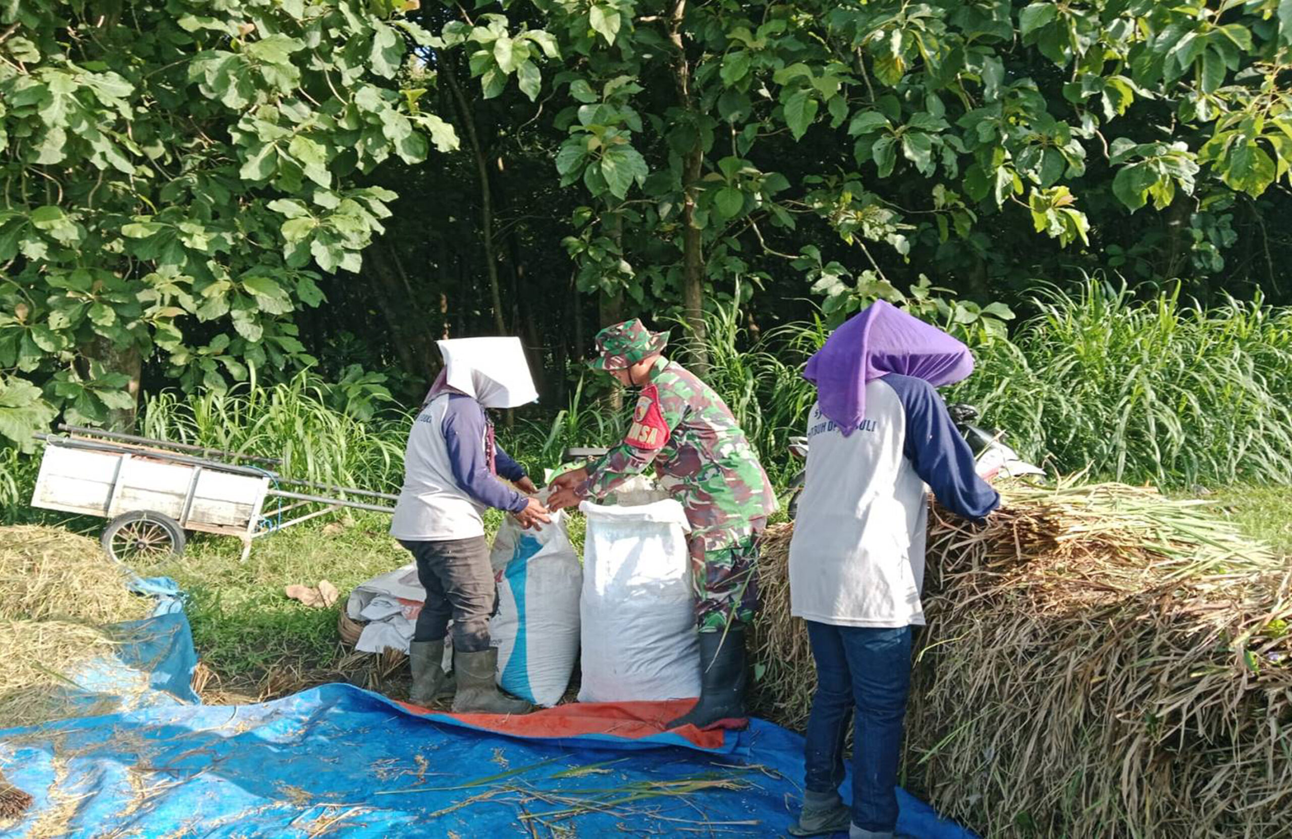 Motivasi Babinsa Gelorakan Semangat Petani Serap Gabah Bersama Bulog Di Kebonduren