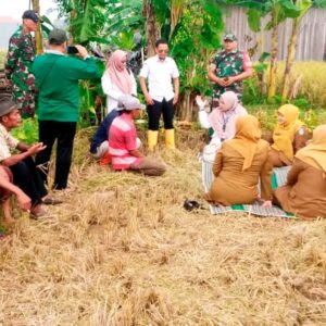 Babinsa Kembangbilo Koramil 0811/01 Kota Tuban Bersama Bulog Wire Tuban Sosialisasikan Serap Gabah Petani