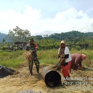 Dorong Ketahanan Pangan, Babinsa Koramil 1505-03/Maba Bantu Warga Panen Padi Dorong Ketahanan Pangan, Babinsa Koramil 1505-03/Maba Bantu Warga Panen Padi