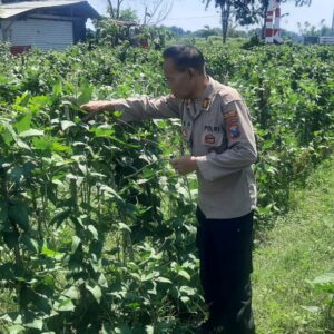 Bhabinkamtibmas Polsek Pajarakan Dukung Ketahanan Pangan Lewat Monitoring Pertanian