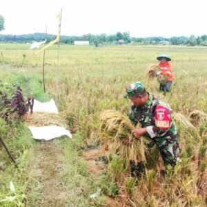 Dukung Swasembada Pangan, Babinsa Koramil Loa Janan Turut Dalam Kegiatan Panen Padi Dukung Swasembada Pangan, Babinsa Koramil Loa Janan Turut Dalam Kegiatan Panen Padi