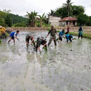 Dukung Ketahanan Pangan, Koramil Loa Kulu Bersama Poktan Hidayatullah Baru Tanam Padi Varietas Mikongga Dukung Ketahanan Pangan, Koramil Loa Kulu Bersama Poktan Hidayatullah Baru Tanam Padi Varietas Mikongga