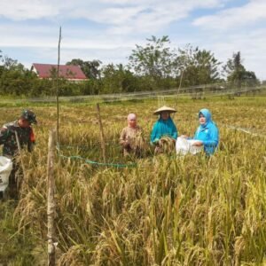 Dampingi Kegiatan Panen Padi, Babinsa Jongkang Sebut Varietas Mikongga Hasilkan 4,7 Ton Per Hektar Dampingi Kegiatan Panen Padi, Babinsa Jongkang Sebut Varietas Mikongga Hasilkan 4,7 Ton Per Hektar