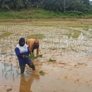 Tingkatkan Ketahanan Pangan, Babinsa Dampingi Petani dalam Penanaman Padi di Wilayah Binaan Tingkatkan Ketahanan Pangan, Babinsa Dampingi Petani dalam Penanaman Padi di Wilayah Binaan