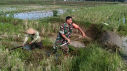 Tingkatkan Produktivitas Pertanian, Babinsa Desa Birowo Dampingi Petani Olah Lahan