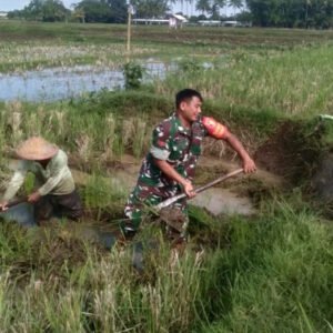 Tingkatkan Produktivitas Pertanian, Babinsa Desa Birowo Dampingi Petani Olah Lahan Tingkatkan Produktivitas Pertanian, Babinsa Desa Birowo Dampingi Petani Olah Lahan