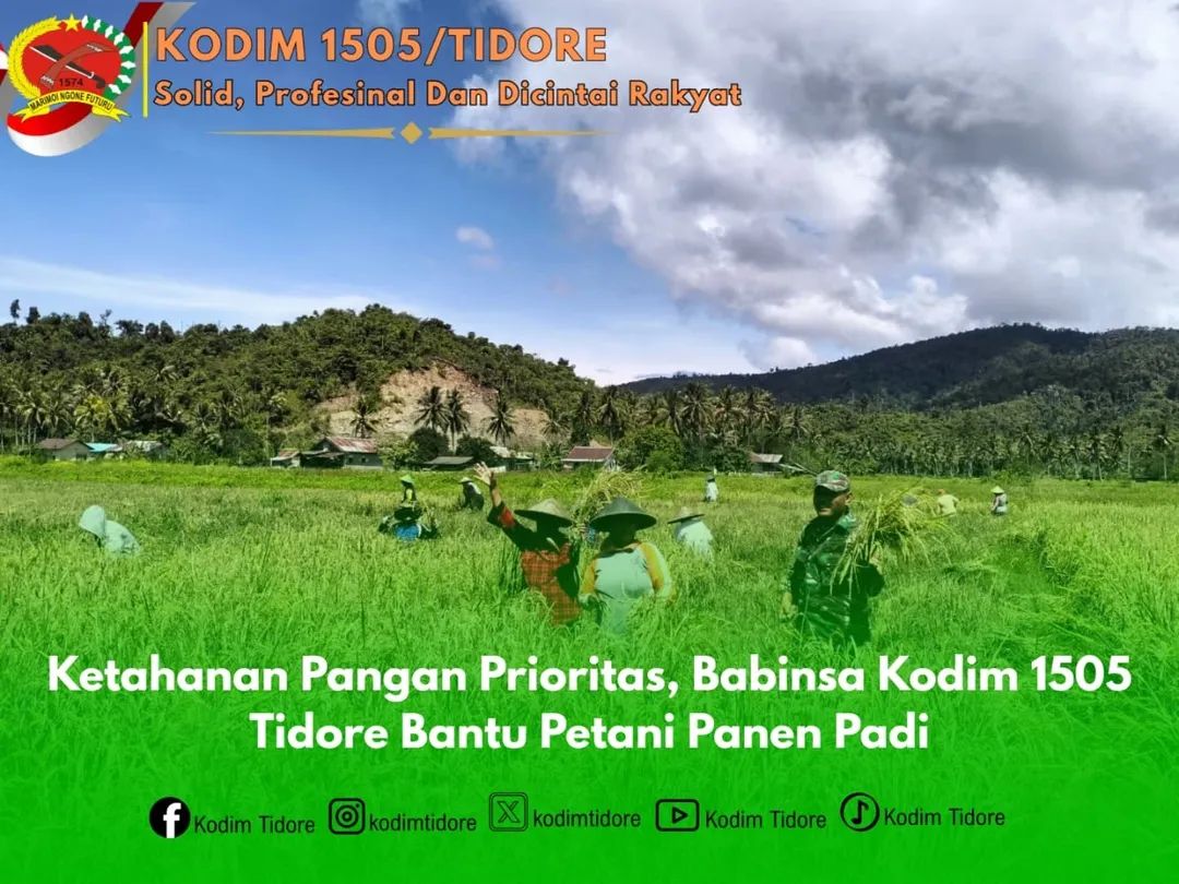 Ketahanan Pangan Prioritas, Babinsa Kodim 1505 Tidore Bantu Panen Padi
