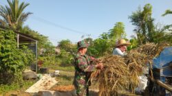 TNI Babinsa Dampingi Petani Perontokan Padi Demi Ketahanan Pangan di HST 