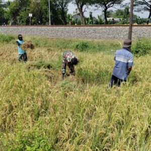 Babinsa Kodim 0820 Dampingi Panen Padi di Tongas, Antisipasi Krisis Pangan Nasional Babinsa Kodim 0820 Dampingi Panen Padi di Tongas, Antisipasi Krisis Pangan Nasional