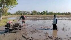 Babinsa Kodim Ponorogo Bantu Petani Olah Lahan Tanaman Padi