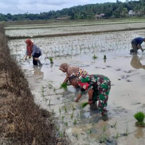 Pendampingan Babinsa kepada Petani dalam Penanaman Padi