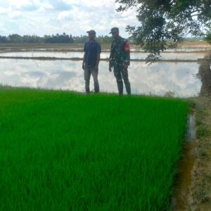 Babinsa Bersama Petani Lakukan Pengecekan Penyemaian Bibit Tanaman Padi