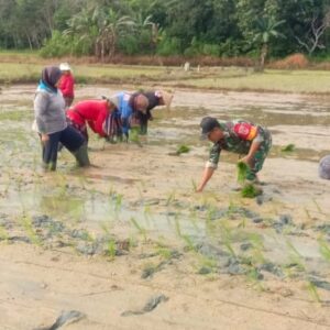 Wujudkan Ketahanan Pangan, Babinsa Terjun Langsung ke Sawah Lakukan Tanam Padi Wujudkan Ketahanan Pangan, Babinsa Terjun Langsung ke Sawah Lakukan Tanam Padi
