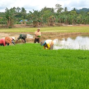 Babinsa Bersama Petani Bergotong Royong Cabut Bibit Padi untuk Musim Tanam Baru Babinsa Bersama Petani Bergotong Royong Cabut Bibit Padi untuk Musim Tanam Baru
