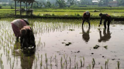 Babinsa Desa Jimbe Dampingi Petani Tanam Padi Musim Kedua Di Kademangan Blitar