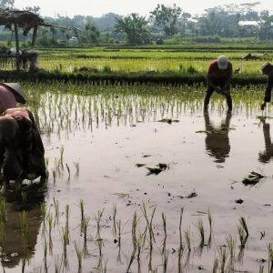 Babinsa Desa Jimbe Dampingi Petani Tanam Padi Musim Kedua Di Kademangan Blitar