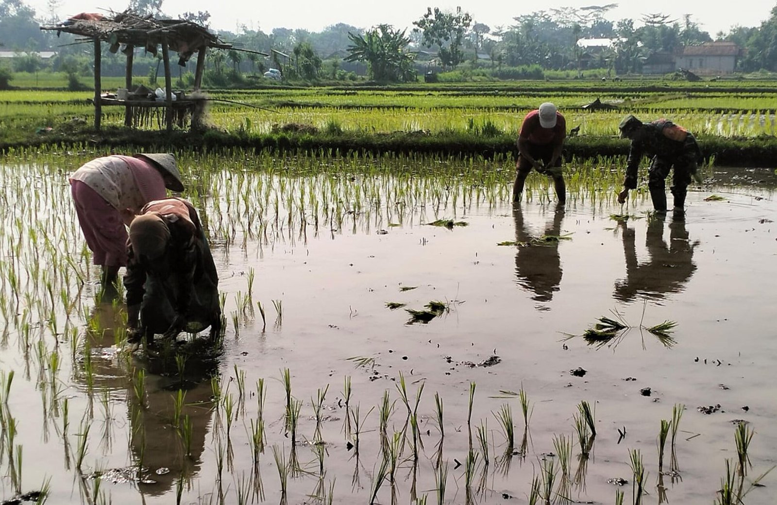 Babinsa Desa Jimbe Dampingi Petani Tanam Padi Musim Kedua Di Kademangan Blitar
