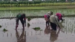 Fokus Tingkatkan Produktivitas, Babinsa Dampingi Petani Di Desa Sumbersari