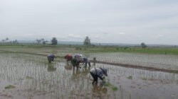 Babinsa Jatitengah Dampingi Petani Tanam Padi Inpari 32, Dukung Ketahanan Pangan Nasional