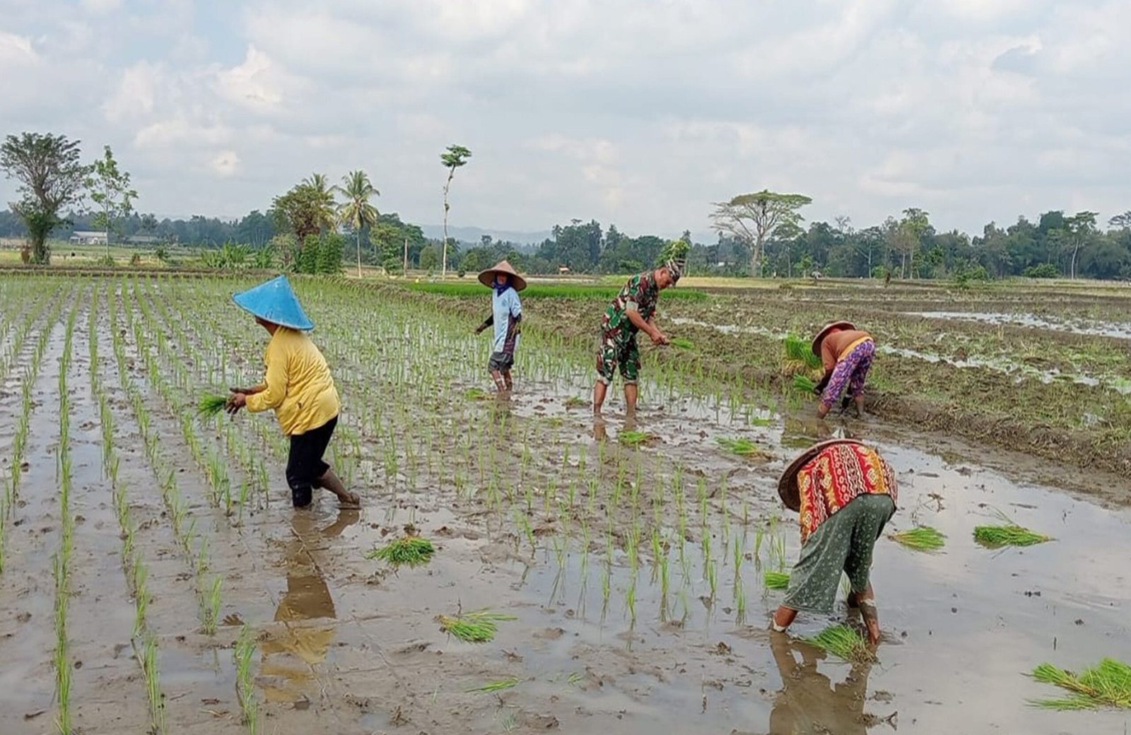 Babinsa Tegalrejo Dampingi Petani Tanam Padi Di Musim Tanam Kedua Babinsa Tegalrejo Dampingi Petani Tanam Padi Di Musim Tanam Kedua