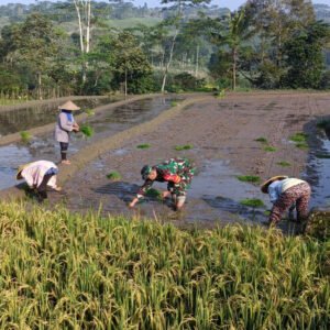 Genjot Produktivitas Padi, Babinsa Desa Tulungrejo Dampingi Petani Tanam Padi Genjot Produktivitas Padi, Babinsa Desa Tulungrejo Dampingi Petani Tanam Padi