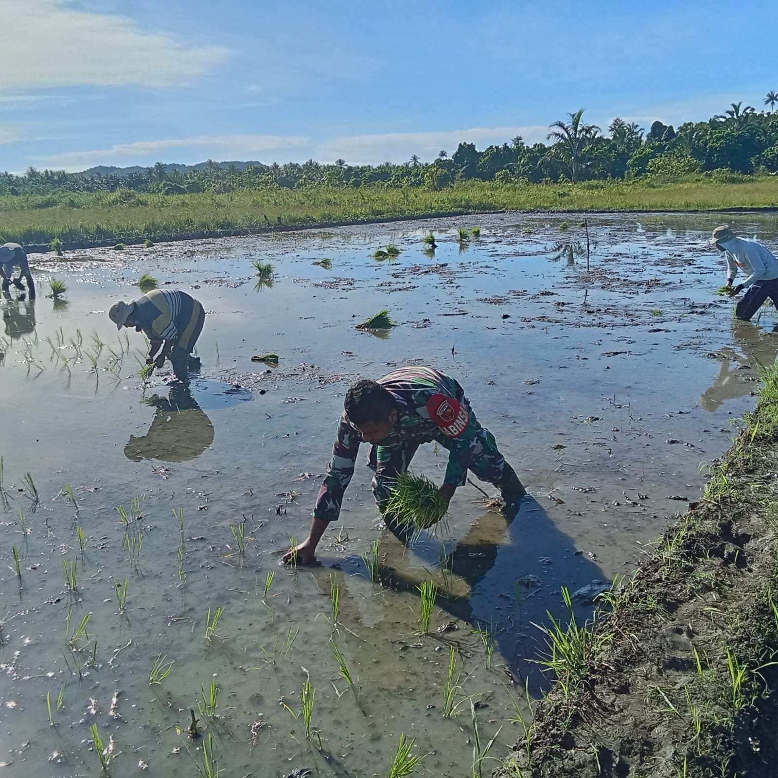 Turun ke Sawah, Babinsa Koramil 1505-03 Maba Perkuat Ketahanan Pangan di Wilayah Binaan