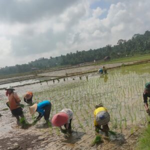 Babinsa Bersama PPL dan Petani Lakukan Penanaman Padi, Wujudkan Ketahanan Pangan Di Wilayah Babinsa Bersama PPL dan Petani Lakukan Penanaman Padi, Wujudkan Ketahanan Pangan Di Wilayah