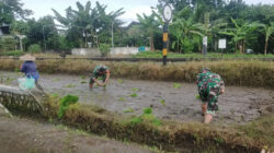 Babinsa Tawangsari Dampingi Petani Tanam Padi Musim Kedua, Dorong Optimalisasi Lahan Dan Ketersediaan Air