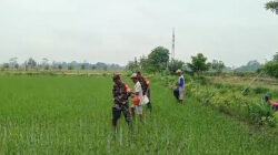 Tingkatkan Produktivitas Panen, Babinsa Desa Pojok Dampingi Petani Lakukan Pemupukan Padi