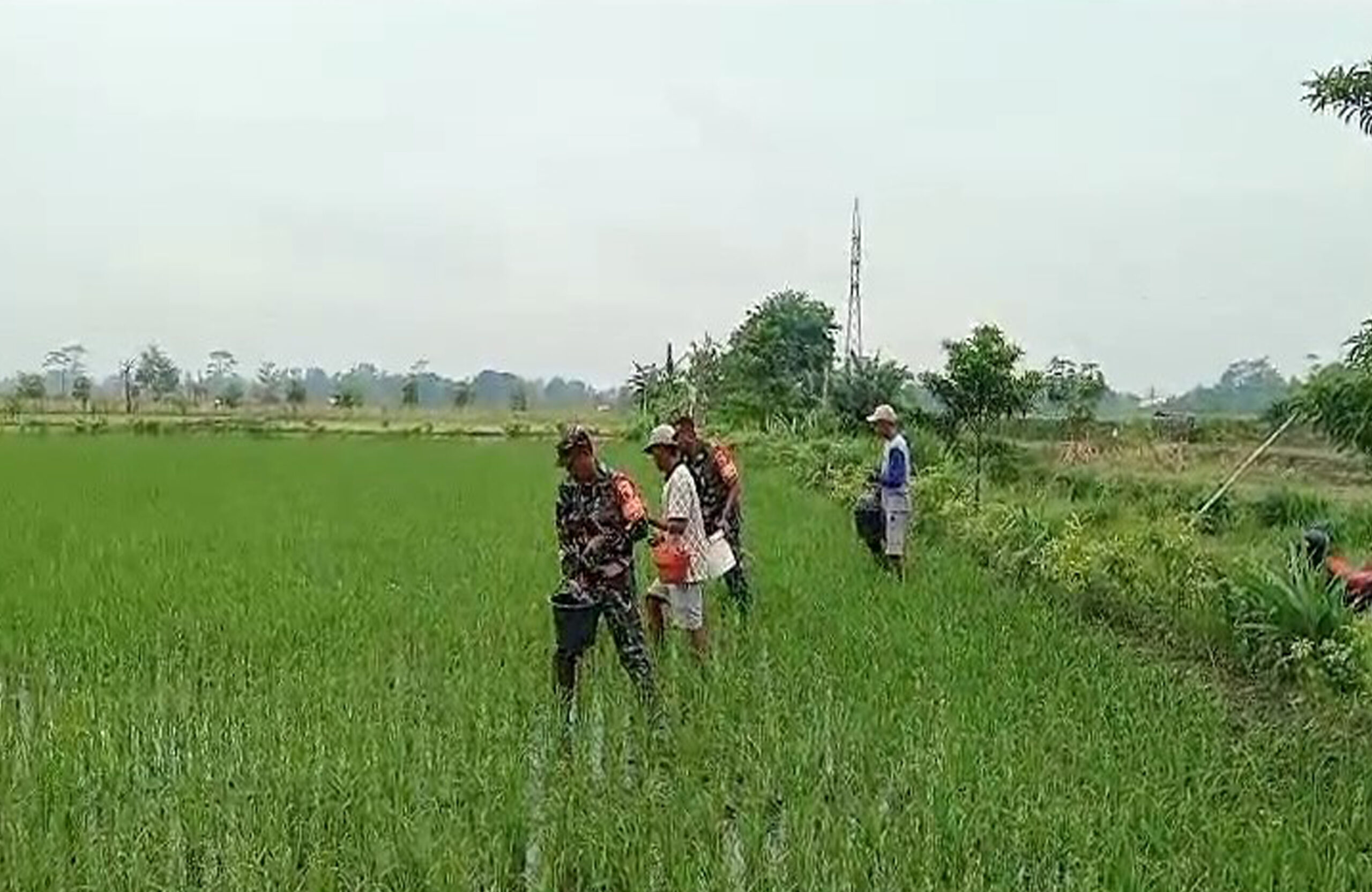 Tingkatkan Produktivitas Panen, Babinsa Desa Pojok Dampingi Petani Lakukan Pemupukan Padi