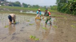 Ketersediaan Air Mumpuni, Babinsa Desa Maron Ajak Petani Percepat Masa Tanam Kedua