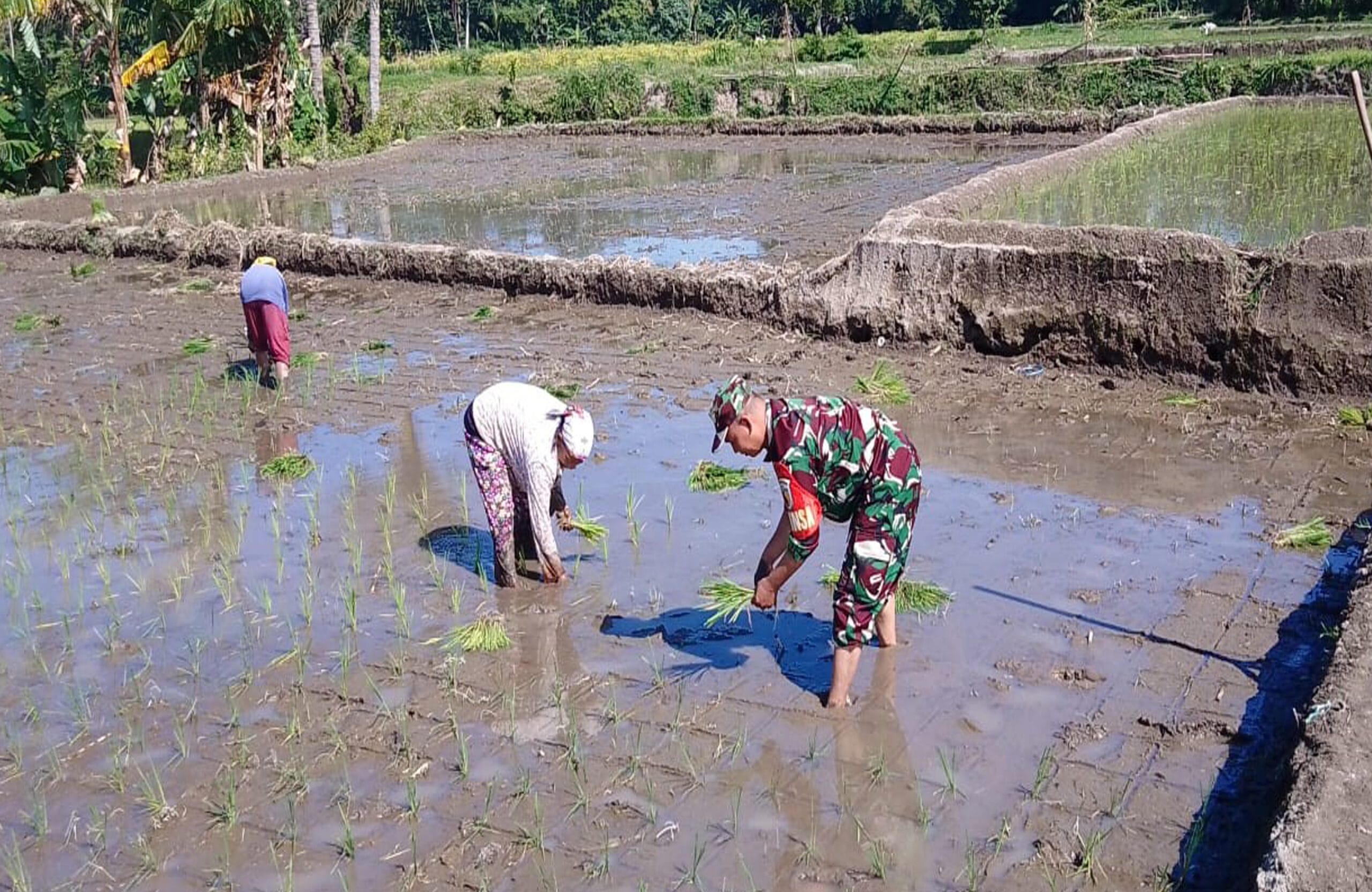 Babinsa Tambakan Dampingi Petani Tanam Padi Musim Kedua Di Lahan Poktan Setia Bakti II