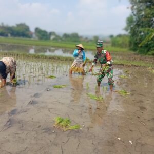 Ketersediaan Air Mumpuni, Babinsa Desa Maron Ajak Petani Percepat Masa Tanam Kedua Ketersediaan Air Mumpuni, Babinsa Desa Maron Ajak Petani Percepat Masa Tanam Kedua