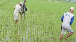 Tingkatkan Produktivitas Panen, Babinsa Desa Pojok Dampingi Petani Lakukan Pemupukan Padi
