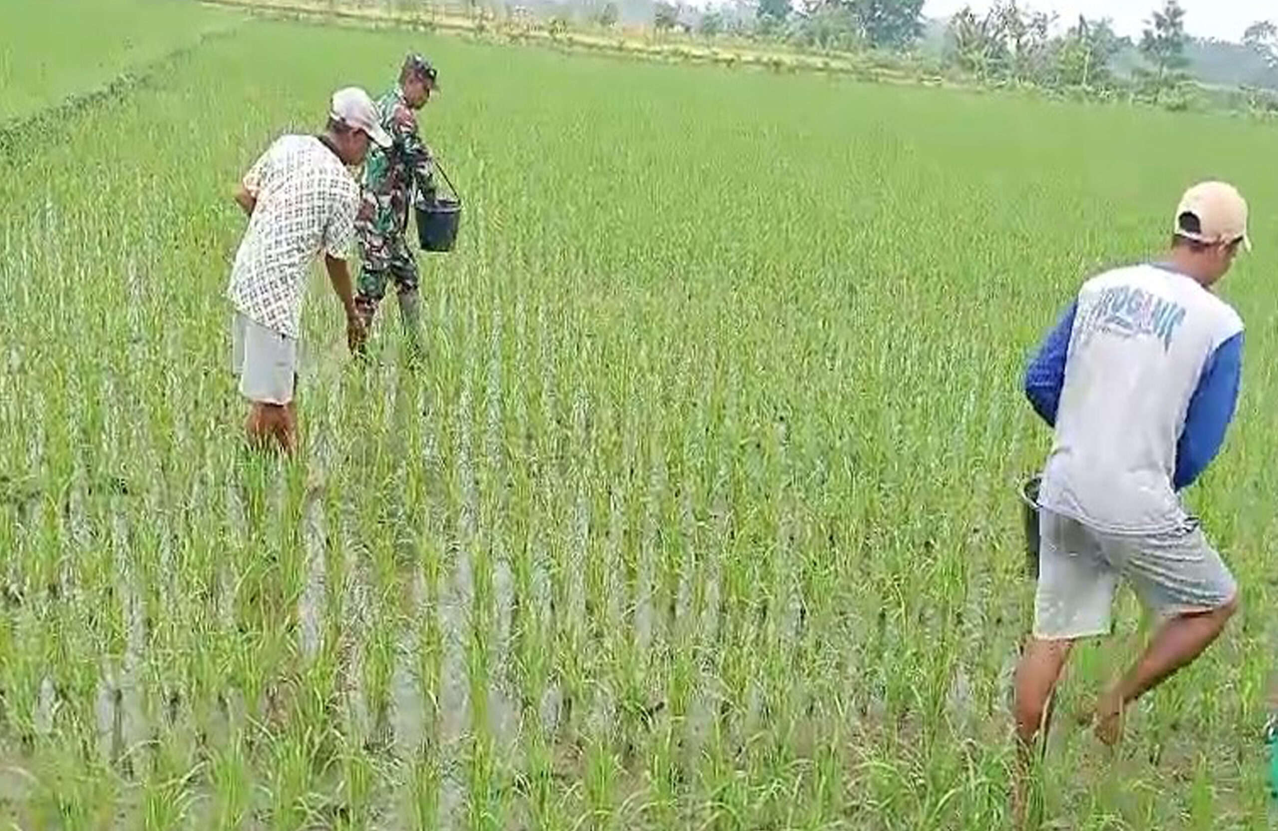Tingkatkan Produktivitas Panen, Babinsa Desa Pojok Dampingi Petani Lakukan Pemupukan Padi