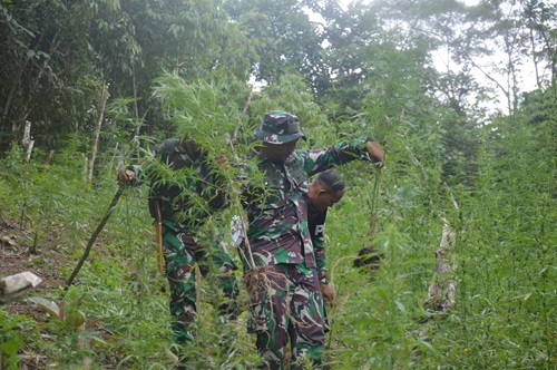 TNI Bersama Tim GabunganTemukan Dan Musnahkan 30.000 Batang Ganja di Mandailing Natal