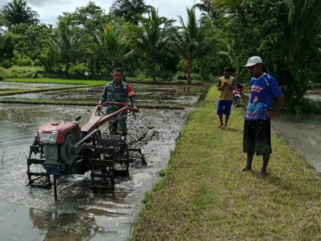 Perkuat Swasembada Pangan, Babinsa Terjun Langsung Bantu Petani di Sawah