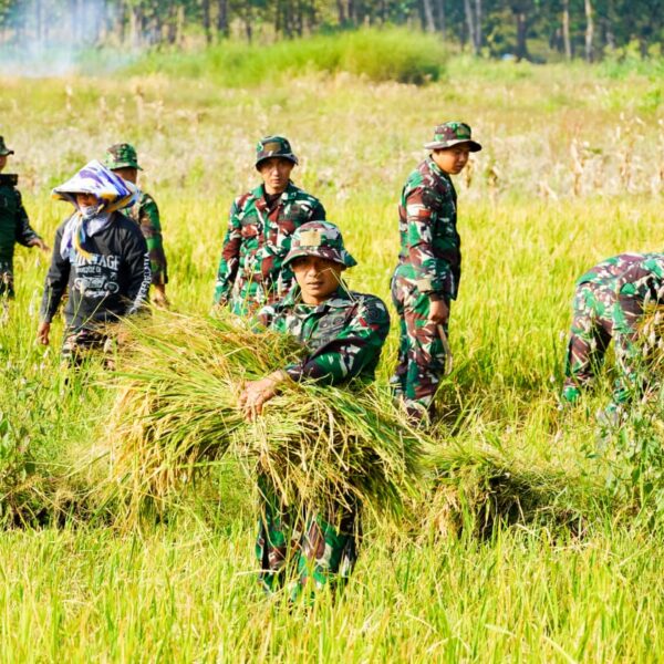 Dukung Ketahanan Pangan, Satgas TMMD 125 Bojonegoro Panen Padi Bersama Poktan Dukung Ketahanan Pangan, Satgas TMMD 125 Bojonegoro Panen Padi Bersama Poktan