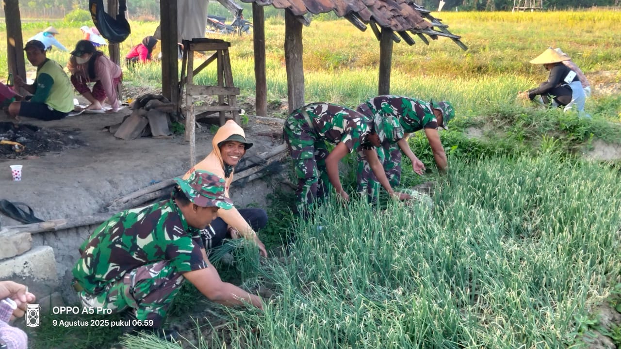 Tingkatkan Pendapatan Petani, Satgas TMMD Bojonegoro Bantu Petani Panen Bawang Merah di Desa Soko