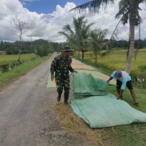 Wujudkan Ketahanan Pangan Di Wilayah, Babinsa Lakukan Pendampingan Panen Padi Wujudkan Ketahanan Pangan Di Wilayah, Babinsa Lakukan Pendampingan Panen Padi
